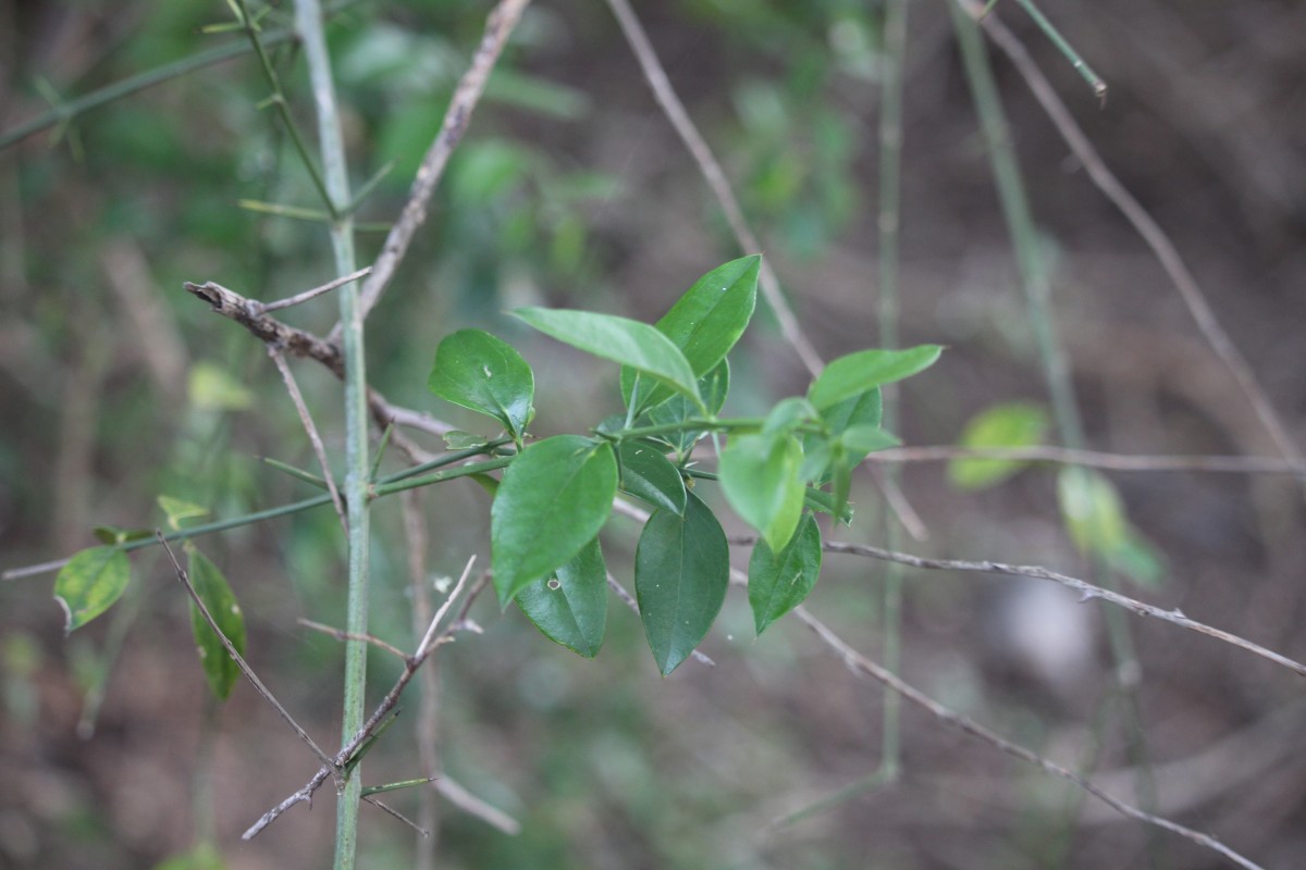 Azima tetracantha Lam.